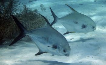 Eroded Seabed Rocks Provide Key Source of Nutrition for Marine Organisms