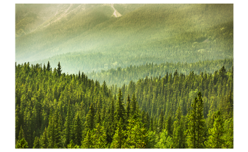 Increased Plant Growth Driven by Higher CO2 Levels Takes a Steep Toll on Soil