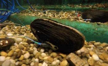 Bivalve Sensors add ‘Mussel’ to Environmental Monitoring Systems