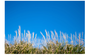 Grass can Help Produce Sustainable Biofuels