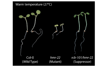 Discovery of Heat-Sensing Gene in Plants Could Help Tune Their Temperature Response
