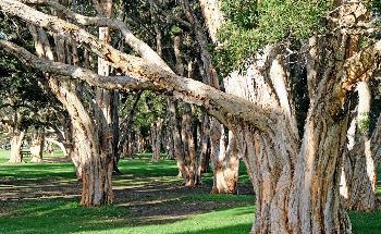 The Methane-Eating Bacteria in Trees that Can Help Curb Greenhouse Gases