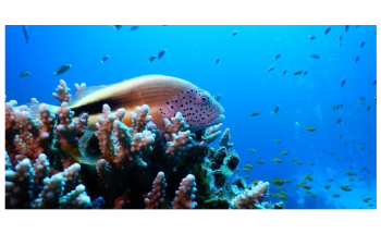 Northern Red Sea, Gulf of Aqaba Corals Exhibit High Tolerance to Higher Temperatures