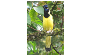 Network-Wide Perspective is Crucial for Conservation Management Decisions