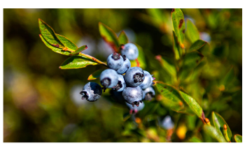 Wild Blueberry Fields in Down East Maine are Warming Faster than Previously Thought
