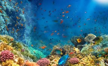 Scientists Develop the First Stable Coral Cell Cultures