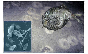 Study Demonstrates High, Very Specific Species Diversity of the Deep-Sea