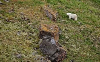 A Greener Arctic Will Not Halt Climate Change