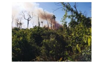 Human Activity and Climate Change Led to Degradation of Amazon Rainforest
