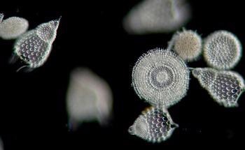 Study Unravels Pathway Used by Diatoms for Removing CO2 from Atmosphere