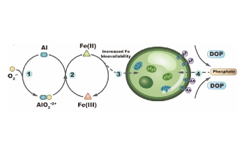 Adding Aluminum to Seawater Increases Net Carbon Fixation of Marine Diatoms
