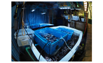 Study Reveals Probiotic Methods Could Protect Corals Against Heat Stress