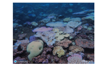 Drastic Reductions in Global Carbon Emissions is Required to Save Coral Reefs
