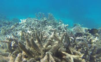 Time Could Be Running Out for Earth’s Coral Reefs