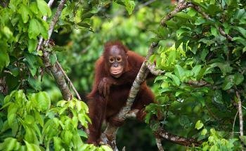 Study Highlights the Need to Protect Habitat of Wild Orangutans