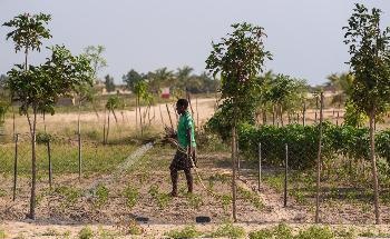 How Climate Change is Putting One Third of Global Food Production at Risk