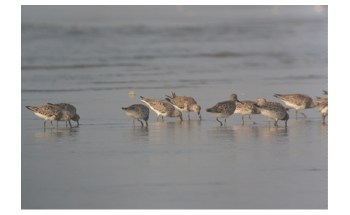 Migratory Birds with Satellite Transmitters can Help Study Environmental Changes