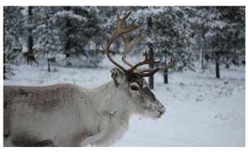 Widespread Land Mammals Could be Affected by Negative Impacts of Climate Change