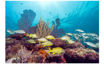 Managing Climate Change is Key to Survival of Coral Reefs