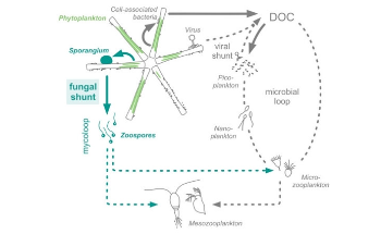 Study Highlights the Key Role of Fungus in Global Warming