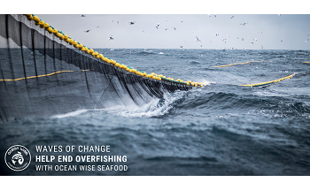Navigating Overfishing Solutions with Ocean Wise in June and July