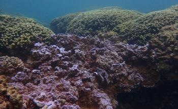 Corals' Natural Sunscreen may Help them Withstand Climate Change
