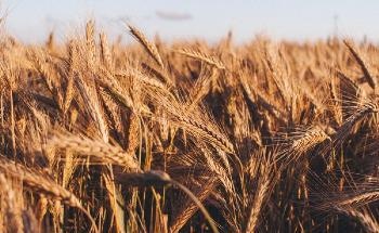 Effective Adaptation can Counter the Effect of Climate Change on Crop Yield