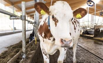 Valio and St1 to Produce Biogas from Manure – a New Opening in Reducing Transport Emissions