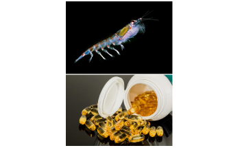 Study Highlights the Negative Effect of Human-Driven Climate Change on Krill Population