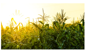Innovation in Technologies and Agriculture Practices can Control Greenhouse Gas Emissions