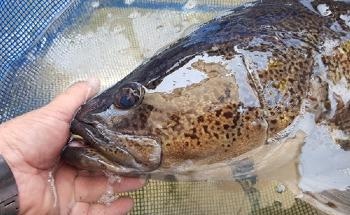 New DNA Test to Transform Wild Fish Population Management