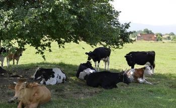 Climate Change Causes Higher Heat Strain for Humans, Animals and Crops