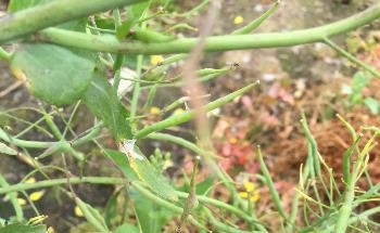 Handpicking Genes for Disease-Resistant Crops