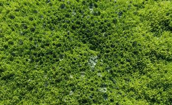 Emergence of Plant Colonies Altered the Climate Regulation Pattern of Earth