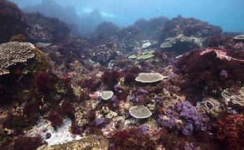 Ocean Warming, Acidification Shift Temperate Coastal Reefs into Simpler Ecosystems