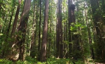 Aggressive Approaches Needed to Curtail CO2 Emissions