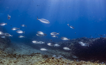 Study Outlines Effect of Overfishing on Marine Protected Areas Around the World