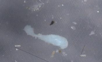 Study Proves Microplastics can Accumulate and Transport Metals