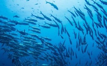 Collective Behavior of Organisms can Stabilize and Diversify Ecosystems