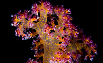 Beneficial Micro-Organisms for Corals can Increase Survival After Bleaching