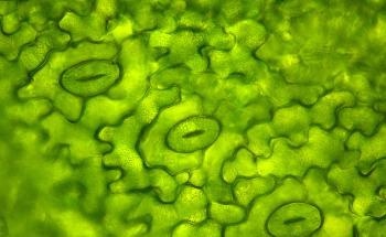 Scientists Develop AI-Based Platform for Stomatal Phenotyping