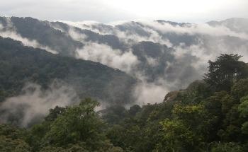 Africa’s Mountain Forests have Higher Carbon Storing Capacity but are Depleting Fast