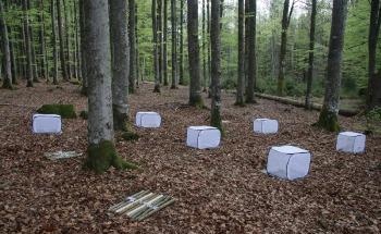 Study Quantifies the Significance of Insects in the Decomposition of Wood