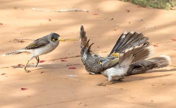 Aussie Backyard Bird Count Captures Important Details of Small Bird Decline
