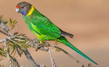 Researchers Study “Shapeshift” Factor in Animals Influenced by Climate Change