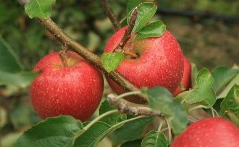 $150 Million Missions to Boost Australian Agriculture and Food Sectors