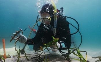 Doing Poseidon's Work: How Citizen Scientists are Helping to Restore Endangered Seagrass