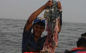 Researchers Work on Methods to Stop Global Marine Life Conflict