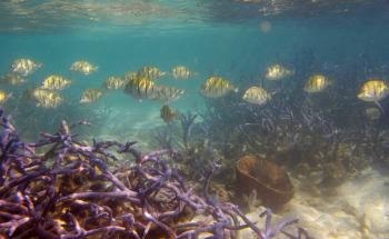 Coastal Communities at Risk as Coral Reefs’ Ability to Provide Ecosystem Services Steadily Declines