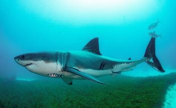 Threatened Shark Species ‘Out of Sight Out of Mind’: First Complete National Assessment of Australia’s Sharks and Rays
